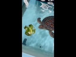 Ice Enrichment w/ Sea Turtles!