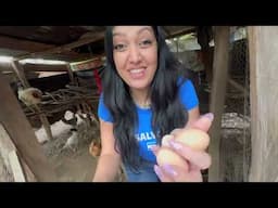 Rob4ndole Los HUEVOS a las gallinas en el campo |el Salvador