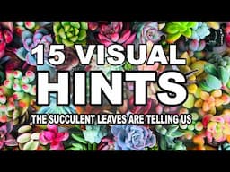 What If Succulents Could Talk? Here’s What Their Leaves Are Secretly Telling You