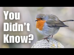 Most People Dont Know These 8 Facts About ROBINS