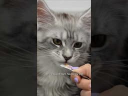 Maine Coon kitten is full of meat paste