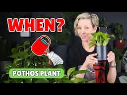 When To Water Pothos Plant
