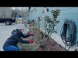 How To Prune Rose Bushes For Spring (step by step) Zone 8