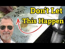 Beekeeping: How To Keep This In Check Before It's Too Late