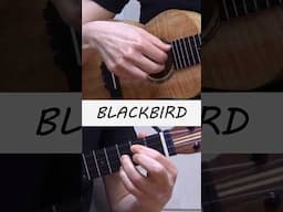Blackbird 🐦‍⬛ The Beatles