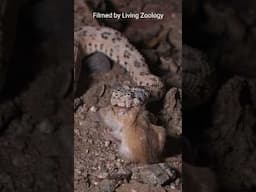 Venomous rattlesnake kills a mouse