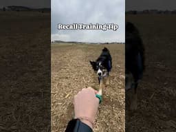 Recall Training Tip! 🐾 #shorts