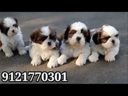 puppies for sale