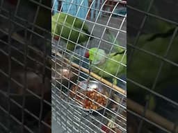 parrot fight #parrot #petbirds #birds