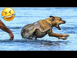 Funniest Animal Videos you‘ve ever seen 2024 🤣🤪- Funny Cats and Dog Videos😺🐶