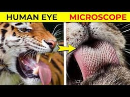 Hidden Things Only Seen Under a Microscope