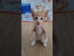 Cat #video #gaming #cat  #youtubeshorts #gym #military #edit #fatcator #travel #army #history