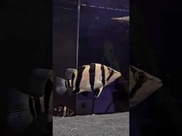 BEAUTIFUL DATNOID | TIGER KING