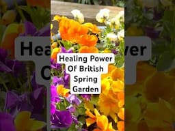 Enjoy Our Healing Spring British Garden! How is your morning? #morningvibes #happygarden