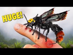 STUNG by Giant Mammoth Wasp and Other Painful Insects!