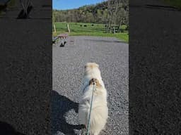 Great Pyrenees are the sweetest ♡