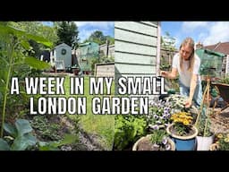 SUMMER BULB PLANTING / MY SMALL LONDON GARDEN