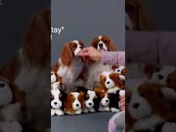How to do a plushy pile wall photo with your dogs #plushfriends #cavalierkingcharles #phototips
