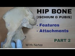 Hip Bone Anatomy - 2 || Ischium | Pubis | Attachments | Features || Bone Demonstration