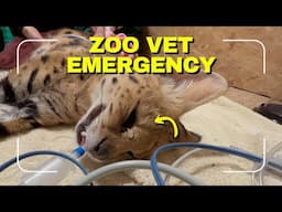 Emergency at the Zoo | Serval