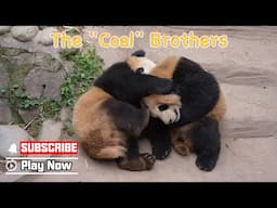 Pandas Got Off Work From A Coal Mine | iPanda