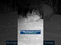 Critically endangered young northern hairy-nosed wombat caught on camera in Australia #shorts