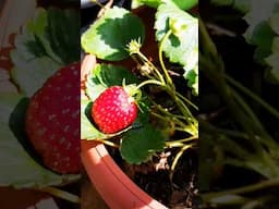 Organic Strawberry 🍓 vs bunny #shorts #food #viralvideo #youtube #youtubevideo