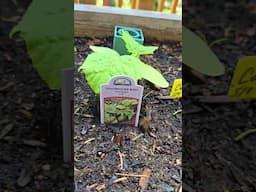 Growing a container garden on the deck #garden #containergardens #growyourownfood