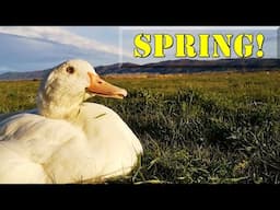 Spring is finally here! Duck is having a super Fresh Grass Snack at the Field!