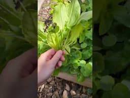 IT IS TIME. Got to get to them before the caterpillars. #harvest #garden #herbs #vietnamese