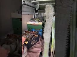 MOVING HOUSE DAY - Putting our Cacti into the removal Van   #cactus #cacti #shorts
