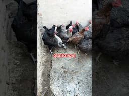 Egg Denay Wali Murgi Available +923015014241