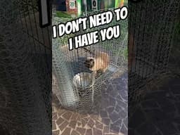 Kitty Rescue #shorts #catvideos #funny