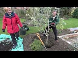 How to Transplant an Olive Tree from Pot to Garden - Pots & Trowels