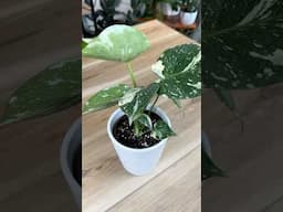 How to set up your Thai Constellation Monstera for success