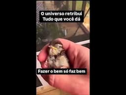 Amigo passarinho