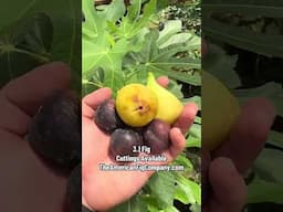 6 Cold-Hardy Fruit Trees You’ll Wish You Planted Sooner 🌨️🍇