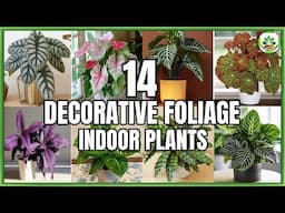 14 Best Decorative Foliage Indoor Plants | Indoor Decorative Foliage Plans | Plant and Planting