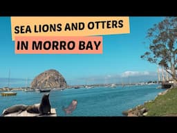 A BEAUTIFUL MORNING IN MORRO BAY II WATCHING OTTERS AND SEA LIONS