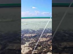Epic bonefish catch. Ran along the beach to catch up with the school, when I did - BOOM! #fishing