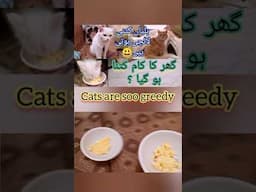 My cat acts like a greedy #cat #shorts #trending #pets