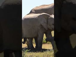 This Baby Elephant Gains 1kg a Day! #elephant #wildlife #animaldocumentry