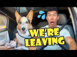 I Took My Corgi 500+ Miles Just to Experience This Together || Life After College: Ep. 799