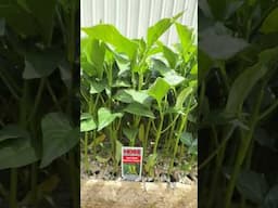 DON'T START PEPPER SEEDS! Plant These Instead! #growyourownfood #growhoss #shorts #ytshorts
