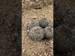 Copiapoa for breakfast in the Atacama desert 😉