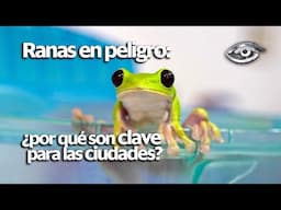 Ranas en peligro: ¿por qué son clave para las ciudades? - Día a Día - Teleamazonas