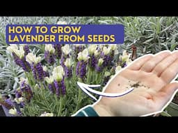 How to Grow LAVENDER FROM SEEDS Indoors