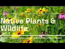 Native Plant Habitat During Wildlife Baby Season