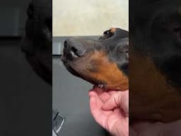 💋 #dog #funny #puppy #doberman #dobermanpinschers #dobermanpuppy #dogsfunny