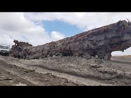 Frozen in Time: How a Tree Revealed Earth’s Magnetic Reversal